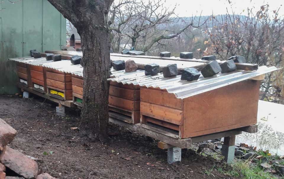 garten bienen mobilitätundzukunft tier insekten tier